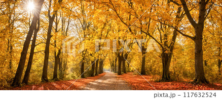 Autumn. Scenic view of an autumnal forest path strewn with colorful fallen leaves, golden sunlight filtering through trees, peaceful natural setting during fall season, picturesque woodland walkway Autumn. Scenic view of an autumnal forest path strewn with colorful fallen leaves, golden sunlight filtering through trees, peaceful natural setting during fall season, picturesque woodland walkway 117632524