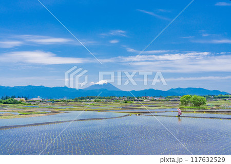 【山梨県】田植えの済んだの水田で農作業する婦人と富士山 【山梨県】田植えの済んだの水田で農作業する婦人と富士山 117632529