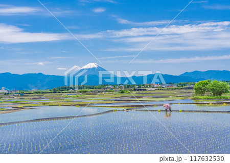 【山梨県】田植えの済んだの水田で農作業する婦人と富士山 【山梨県】田植えの済んだの水田で農作業する婦人と富士山 117632530