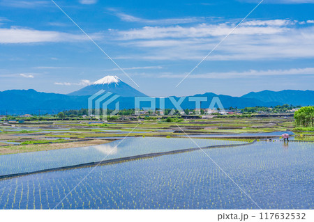 【山梨県】田植えの済んだの水田で農作業する婦人と富士山 117632532