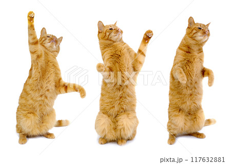 Three dancing cats 117632881