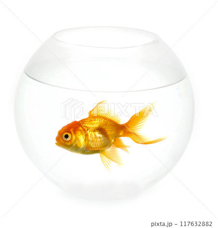 Alone goldfish is swimming in a fish bowl Alone goldfish is swimming in a fish bowl 117632882