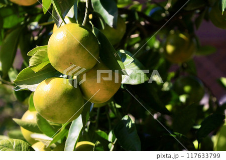 木に実る収穫前の色づき始めたみかん 117633799