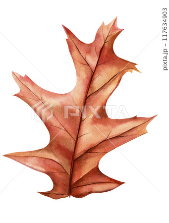 Dry oak leaf watercolor, autumn set of elements on isolated white background, watercolor illustration, hand drawing leaf Dry oak leaf watercolor, autumn set of elements on isolated white background, watercolor illustration, hand drawing leaf 117634903