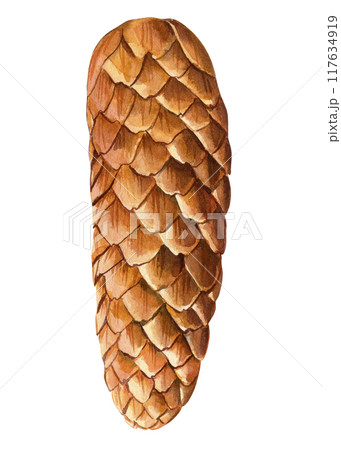 fir cone watercolor on isolated white background, forest element watercolor illustration, hand drawing 117634919
