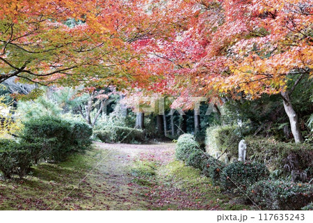 紅葉ロード 117635243