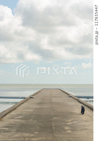 wooden pier with a little black dog and sea background . High quality photo 117635447