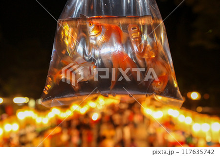 祭りの夜に手に入れた金魚 祭りの夜に手に入れた金魚 117635742