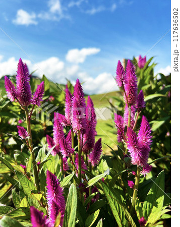 青空とケイトウ 青空とケイトウ 117636502