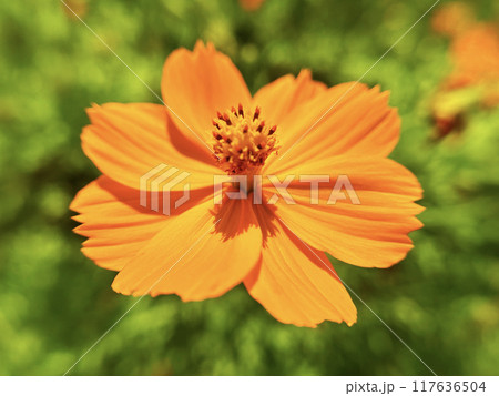 鮮やかなキバナコスモス 117636504