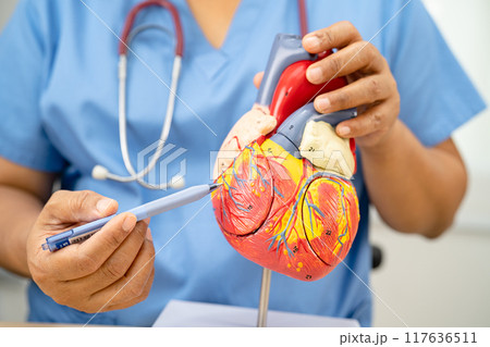 Cardiovascular disease CVD, Asian doctor holding human anatomy model for learn and treat heart disease. 117636511