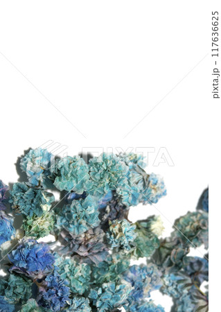 Pretty Floral Small Flowers Babies Breath On White Background for Weddings or Design 117636625