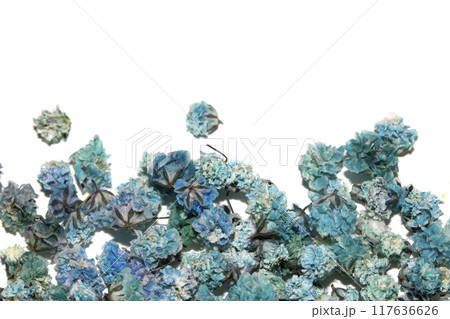 Pretty Floral Small Flowers Babies Breath On White Background for Weddings or Design 117636626