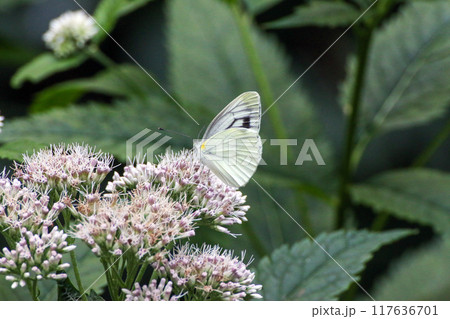 ヒヨドリバナにとまるモンシロチョウ 117636701