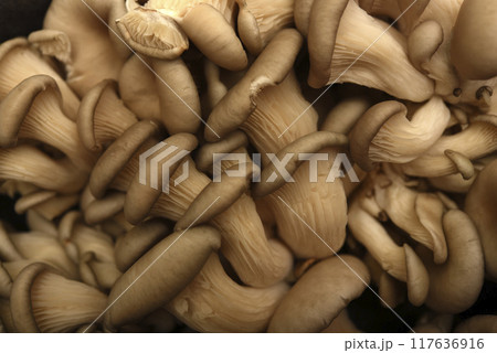 Pleurotus ostreatus. Edible mushrooms in close-up. Pleurotus ostreatus. Edible mushrooms in close-up. 117636916