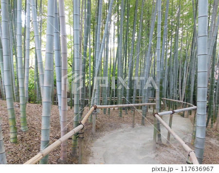 竹林のある風景 117636967