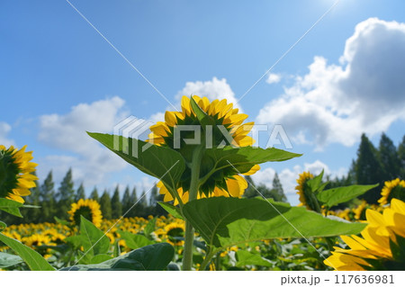 太陽を向くヒマワリ 117636981