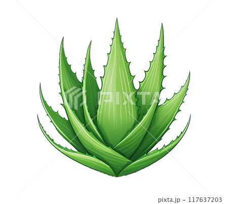 Illustration of aloe vera isolated on white background 117637203