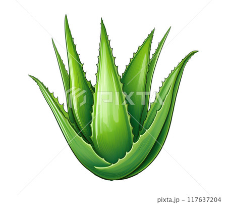Illustration of aloe vera isolated on white background 117637204