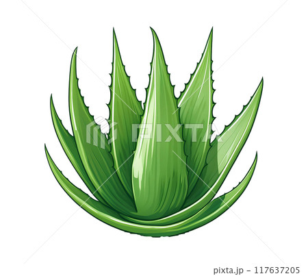 Illustration of aloe vera isolated on white background 117637205