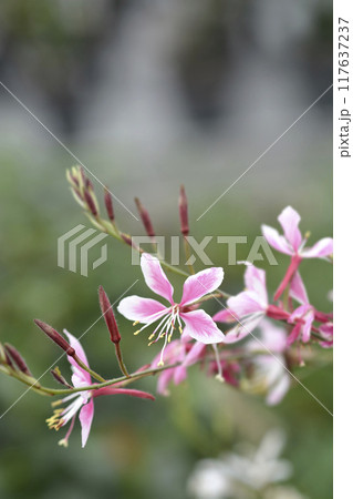 Gaura Siskiyou Pink 117637237