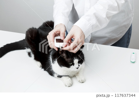 Use of glucometer for cat blood glucose test. Pets and diabetes concept Use of glucometer for cat blood glucose test. Pets and diabetes concept 117637344