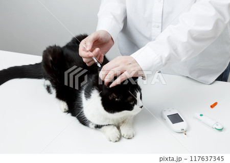 Use of glucometer for cat blood glucose test, insulin syringe. Pets and diabetes concept 117637345