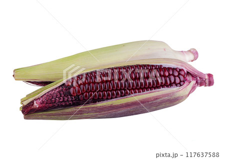 fresh purple corn isolated on a white background fresh purple corn isolated on a white background 117637588