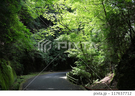 深谷龍鎮渓谷・龍鎮神社の周辺道【奈良県宇陀市】 117637712