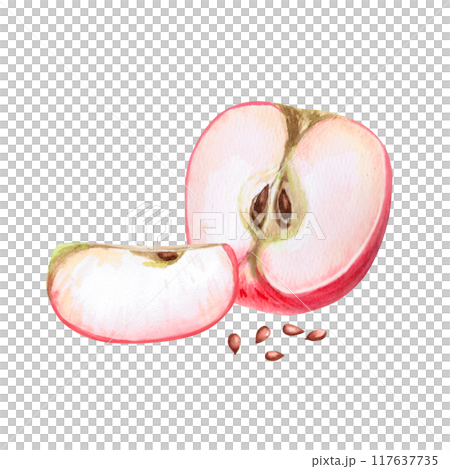 Half and slice of red apple with seeds in isolated watercolor illustration. Composition for organic product design, posters, fabric printing, packaging, autumn harvest illustration 117637735