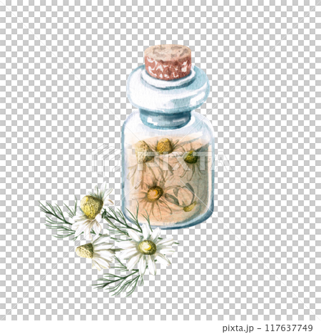 Composition of transparent bottle with liquid and chamomile inside in watercolor. Isolated from background illustration for drugstore design, handmade cosmetics, oils, essences and skincare Composition of transparent bottle with liquid and chamomile inside in watercolor. Isolated from background illustration for drugstore design, handmade cosmetics, oils, essences and skincare 117637749