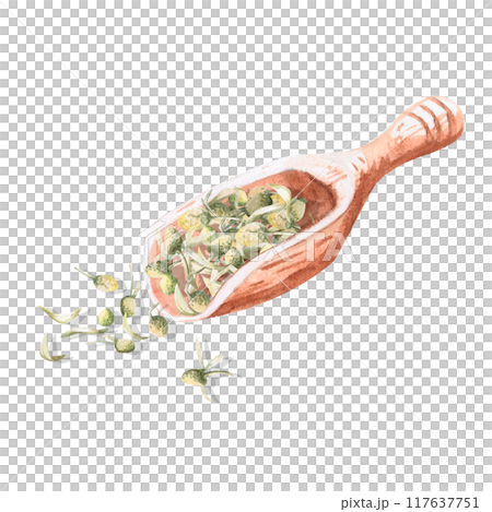 Composition of wooden spatula with dried petals and cores of chamomile in watercolor. Isolated from background illustration for pharmacy design, tea cards, handmade cosmetics 117637751