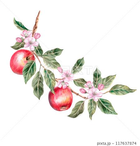 Blooming apple tree branch with ripe apples on it. Isolated autumnal illustration for farm organic products design, juice packaging and posters. Autumn fruit harvest Blooming apple tree branch with ripe apples on it. Isolated autumnal illustration for farm organic products design, juice packaging and posters. Autumn fruit harvest 117637874