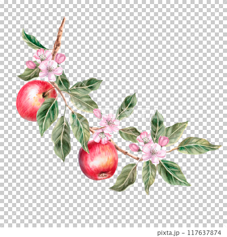 Blooming apple tree branch with ripe apples on it. Isolated autumnal illustration for farm organic products design, juice packaging and posters. Autumn fruit harvest Blooming apple tree branch with ripe apples on it. Isolated autumnal illustration for farm organic products design, juice packaging and posters. Autumn fruit harvest 117637874