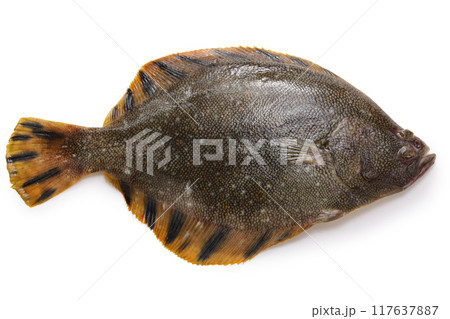 松川ガレイ(表側) 松川ガレイ(表側) 117637887