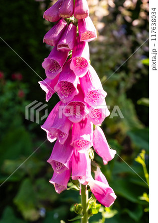 Digitalis purpurea or foxglove flower, close up in Hamburg, Germany Digitalis purpurea or foxglove flower, close up in Hamburg, Germany 117638034
