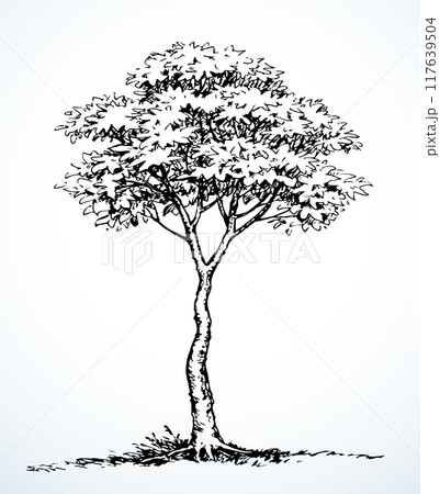 Vector drawing. Big tall tree 117639504
