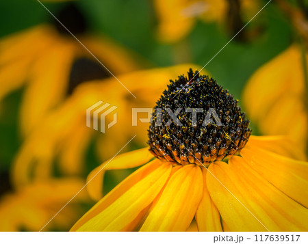 Black-eyed Susan flower in blossom Black-eyed Susan flower in blossom 117639517