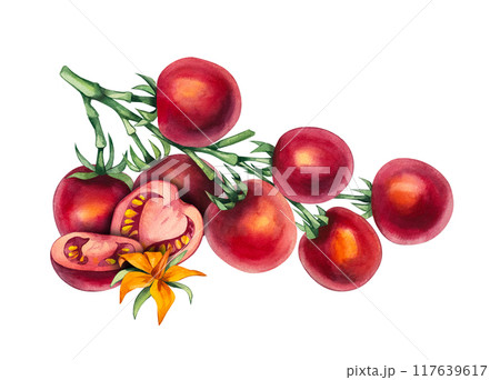Watercolor cherry tomato 117639617