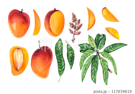 Watercolor mango set Hand drawn mango Watercolor mango set Hand drawn mango 117639619