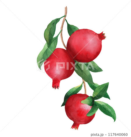 Pomegranate branch watercolor illustration with three fruits and leaves, isolated on white background. For design, posters, cards, postcard, packaging 117640060