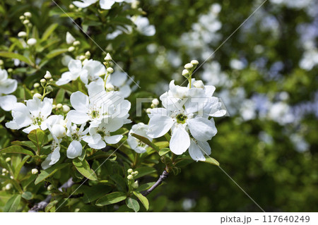 Exochorda racemosa Snow Mountain white flowering shrub, ornamental plant in bloom, green leaves on branches close up Exochorda racemosa Snow Mountain white flowering shrub, ornamental plant in bloom, green leaves on branches close up 117640249