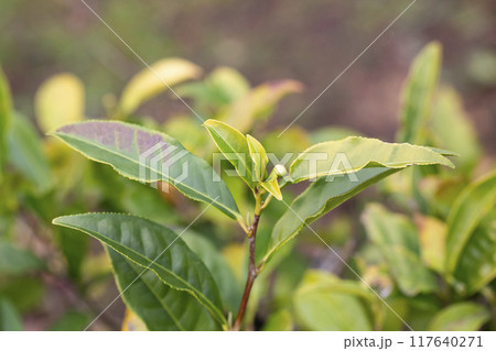Green tea tree leaves field Fresh young tender bud herbal in farm on summer morning. Sunlight Green tea tree plant camellia sinensis in organic farm. 117640271