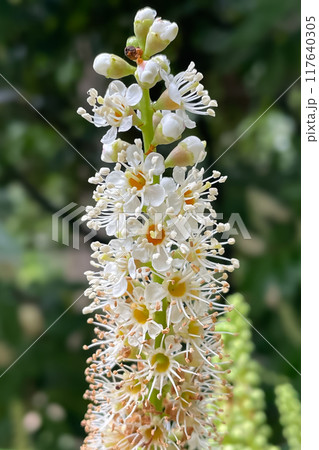 laurel branch in bloom. Prunus laurocerasus 'Novita' 117640305