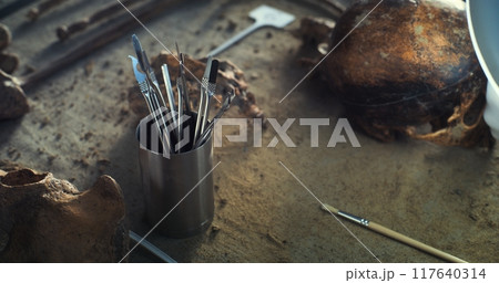 Close up of professional laboratory instruments and skull of prehistoric man 117640314