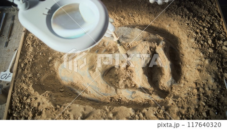 Archaeologist cleans ancient fossil remains of dinosaur skeleton 117640320