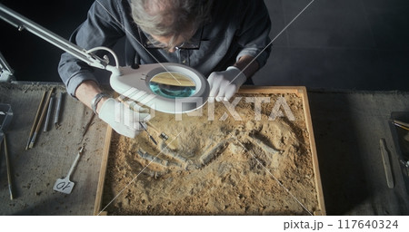 Mature archaeologist cleans fossil remains of dinosaur skeleton in archaeological laboratory Mature archaeologist cleans fossil remains of dinosaur skeleton in archaeological laboratory 117640324