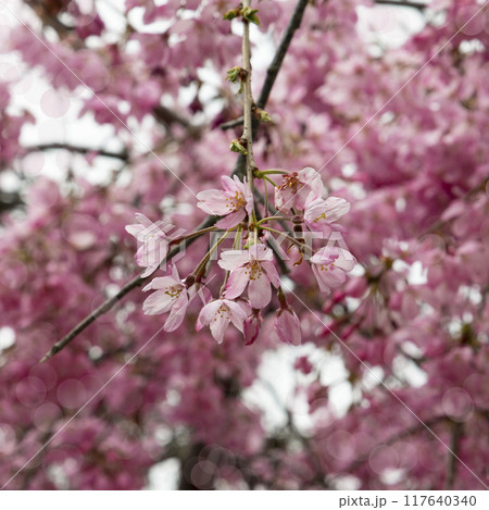 Close-up shot of pink Sakura flowers on a branch. 117640340