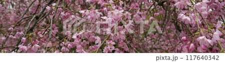 Close-up shot of pink Sakura flowers on a branch. 117640342