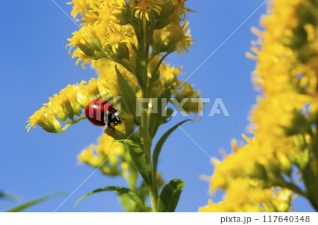 Ladybug on a yellow Solidago virgaurea flower against a blue sky background. Summer floral background. 117640348